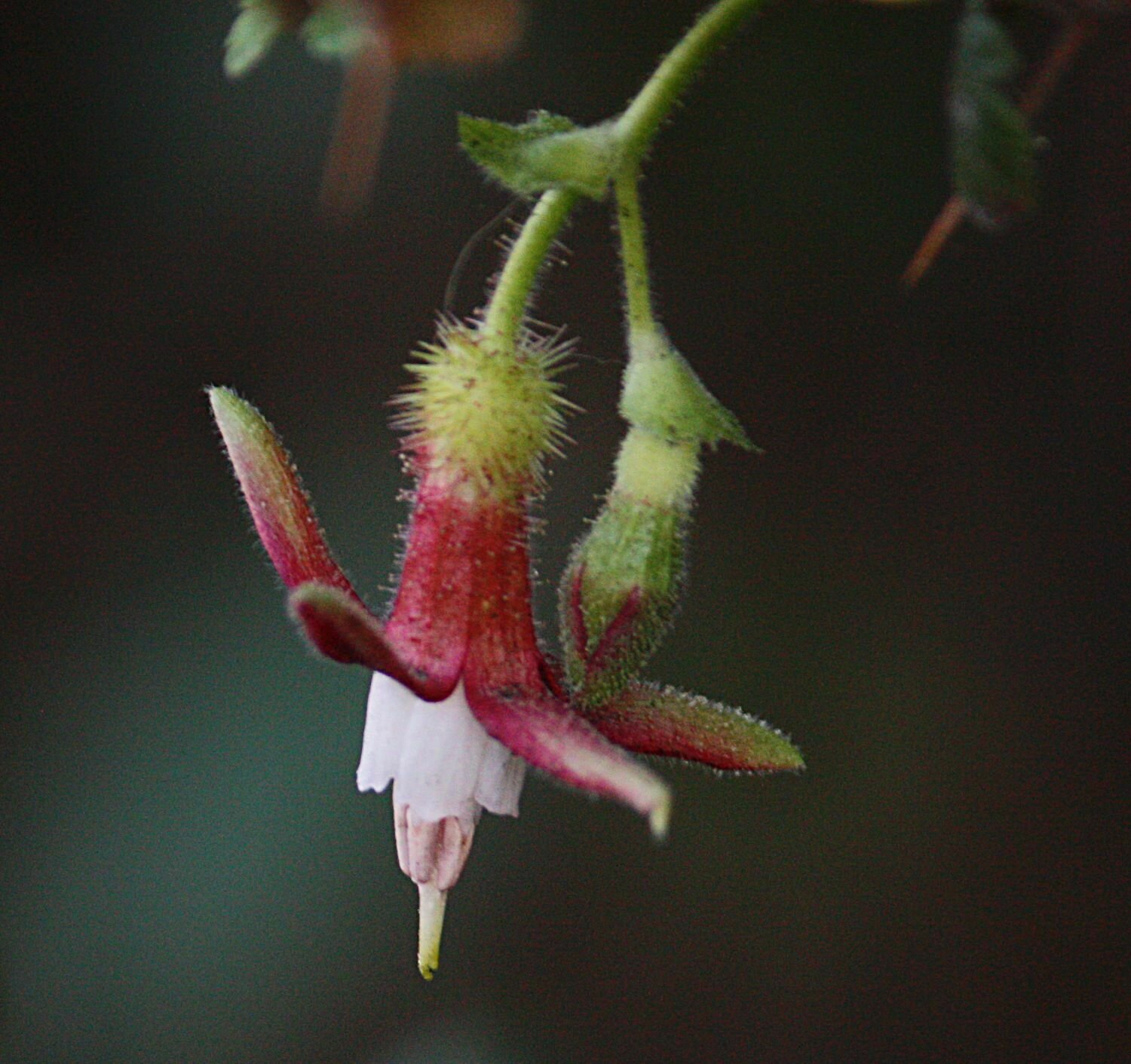 High Resolution Ribes menziesii Flower
